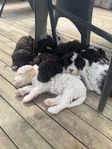 Lagotto valpar 
