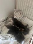 kattungar sibirisk blandning 