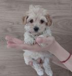 Toy maltipoo tik 