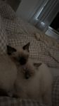 2 ragdoll kattungar, 8 månader 