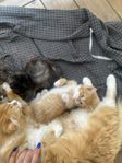 hankatt lev. v 31. ragdoll/perser/bondkatt