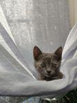 Kattungar Ragdoll Brittiskkorthår blandras