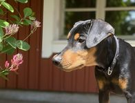 Pinscher Valp 