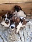 SKK jack russell valpar lev 9 juli