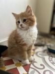 Kattunge Ragdollblandning