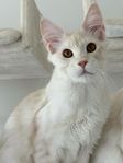 Maine coon med stamtavla 