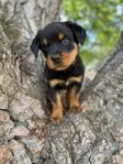 Rottweiler valp hane 
