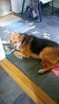 Fin  sällskaps familjehund 6årig blandras söker nytt hem