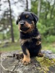 rottweiler valp hane med tre ben 
