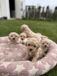 bichonpoo valp