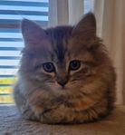 leveransklara kattungar maine coon