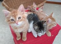 Kattungar 
