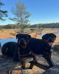 Rottweiler tikar 17 mån söker fodervärdar