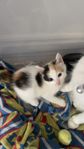 Kattungar