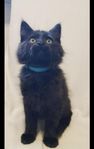 supergo Maine Coon kille