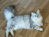 Sibirisk katt med stamtavla 