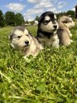Renrasiga Alaskan Malamute valpar - med fin temperament