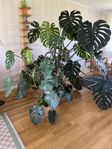 Monstera
