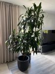 Palm