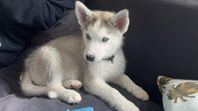 Husky valpen Luna 11 veckor ( ej stamtavla)