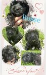Hjälp bara vi kvar cavapoo valpar som är färdiga för fly