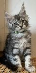 Maine Coon kattungar med Sverak stamtavla 