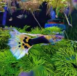 Yellow Tuxedo Guppy