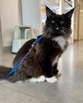 Maine Coon Kattunge 