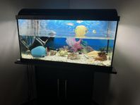 fisk akvarium med bord