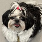 Hund Shih tzu