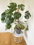 Inneväxt - Monstera