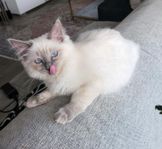 ragdoll 100%