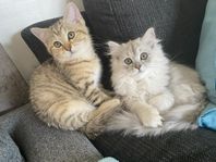 Brittisk kattungar i Kristinehamn 