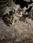 Sociala Kattungar