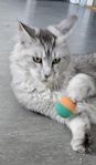 maine coon kille