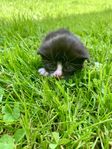 Kattunge (hane) söker nytt hem
