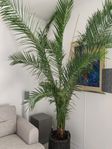 stor palm