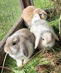 3 Dvärgviddar kaniner 1,5 år jättesnäll