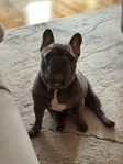Fransk bulldog blue,tik OMPLACERING 