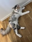 katt