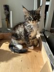 Maine Coon-kille, – kvar med knappt hörbart blåsljud