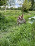 American Bully Micro med stamtavla