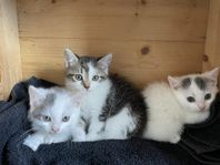 Kattungar till salu – tama, gosiga och klara för nya hem!
