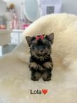 Yorkshireterrier enbart en tik kvar