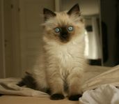 Mysig Ragdoll kattunge redo för flytt 