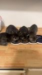kattungar!!