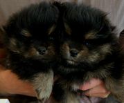 Pomeranian valpar 