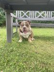 American Bully Pocket med stamtavla