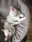 Fluffiga kattungar 
