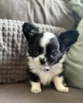 chihuahua hane skk